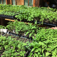 Cherry Mill Farm photo